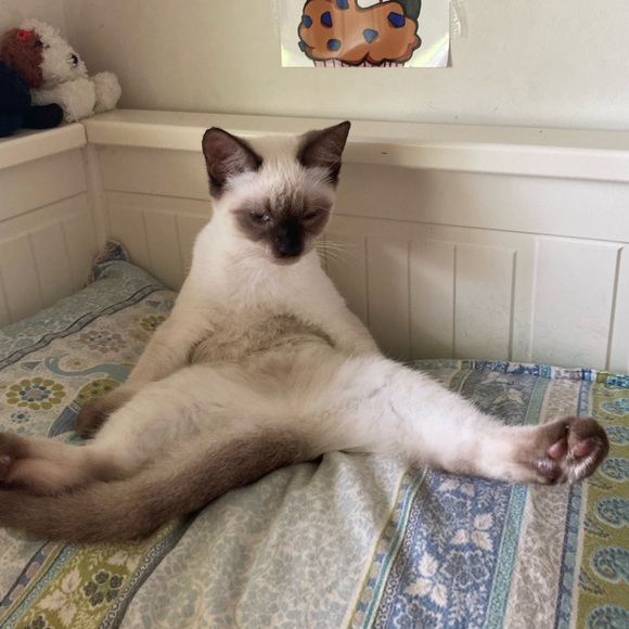 Meet your Posher, Sam - Picture 1 of 1